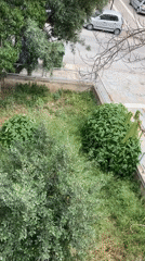 Morning scenes capture garden blooms and resting dog