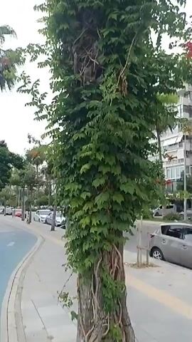 The video shows a palm tree heavily covered in ivy. The tree is located outdoors on a sidewalk next to a street with cars parked and driving by. Buildings are visible in the background. The camera pans up the tree, showing the ivy growing up its trunk and around its fronds. There are also some red flowers blooming on the ivy.