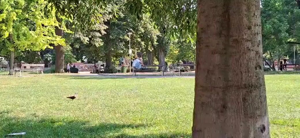 The video shows a park scene with lush green grass and mature trees providing shade. A bird is seen foraging on the lawn in the foreground. In the middle ground, several people are visible. Some are sitting on park benches, while others are walking or standing. One person is sitting on a bench and appears to be looking at a phone. Further in the background, there are more trees and hints of other park features like a playground or recreational area, and possibly a pond or water feature. The overall atmosphere is peaceful and relaxed, suggesting a pleasant day in a public park. The time of day appears to be daytime, with sunlight filtering through the leaves. No specific text is legible in the video. The context provided suggests the location is Graz, Austria.