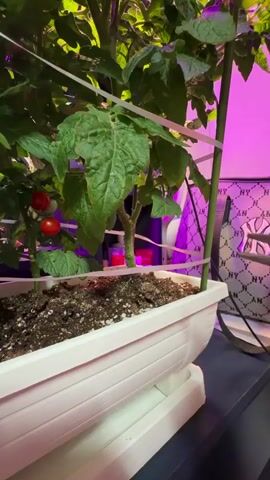 A close-up shot focuses on a pair of hands wearing a pale beige glove, holding a small pair of red-handled scissors. The hands are positioned over a tomato plant growing in a white planter. The scissors are being used to trim a small, green leaf from the plant. Two small, red cherry tomatoes are visible on a vine behind the leaf being trimmed. The background is blurred, but shows the green leaves of the plant and a pinkish-purple light source, likely a grow light. The planter is filled with dark soil.