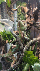 Moscow chameleon terrarium observations captured over 22 minutes
