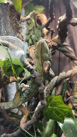 Moscow chameleon terrarium observations captured over 22 minutes