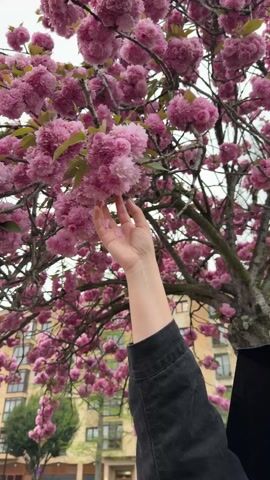 A person wearing a black denim jacket reaches out to touch a cluster of pink blossoms on a tree. Several petals fall from the flowers as the hand makes contact. The tree is full of pink flowers and is in front of a multi-story building with windows. The sky is overcast.