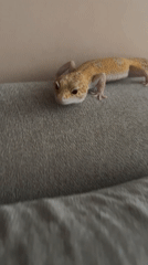 Pet owner photographs leopard gecko in Nha Trang home