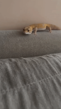 Pet owner photographs leopard gecko in Nha Trang home