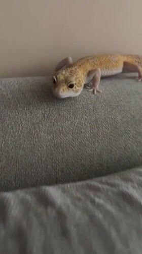 Pet owner photographs leopard gecko in Nha Trang home