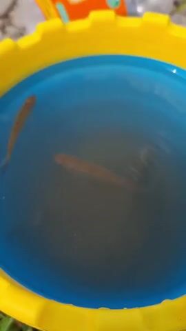 This video is a close-up shot of a yellow plastic bucket filled with water. Two small, light-brown fish are swimming in the water. The bucket appears to be outdoors, with hints of green grass and dirt visible in the background. The lighting suggests it is daytime.