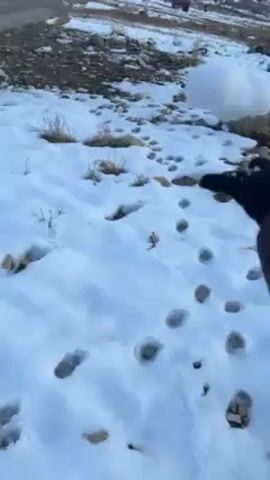 The video shows a close-up view of a snow-covered ground with numerous footprints. The first-person perspective is looking down at a person's leg wearing light-colored pants and a gray and white sneaker stepping on the snow. The ground is uneven with some rocks and small patches of vegetation visible beneath the snow. The snow appears to be thin, with some bare patches.