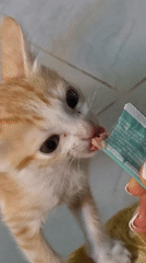 Person feeds kitten, prepares mango in Mũi Né