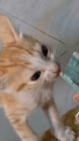 Person feeds kitten, prepares mango in Mũi Né