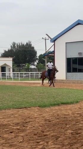 Horse training session observed at Nigerian equestrian arena