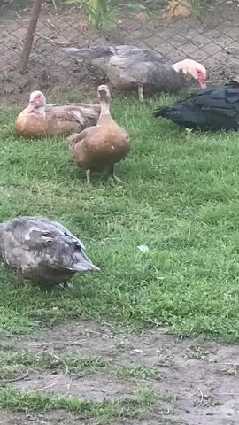 A flock of ducks are gathered on a grassy area. There are at least five ducks visible. One duck in the foreground is facing forward, with its beak slightly tilted down. Another duck to the left is facing away from the camera, with its head down. In the background, three other ducks are scattered. Two of these are lighter colored with pink faces, and one is black with a red face. The ducks appear to be in a farmyard or open outdoor space, with a fence and some vegetation visible in the background. The ground is a mixture of grass and dirt. The lighting suggests it is daytime.