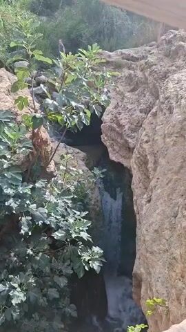The video shows a natural scene with a waterfall cascading down between two rocky formations. Lush green foliage, likely from a fig tree, frames the left side of the waterfall, with large leaves dominating the foreground. The water is turbulent as it falls into a pool below, which appears dark and somewhat shadowed. The rocky cliffs are textured and appear to be composed of sedimentary rock. A small, indistinct figure can be seen standing on the upper ledge to the left of the waterfall, seemingly observing the scene. The sunlight casts shadows, indicating it is daytime.