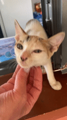 Cat rests and receives affection in Vietnamese coastal region