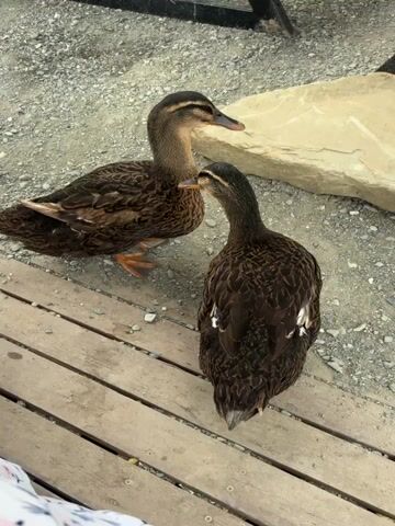 Two ducks stand on a wooden surface with gravel in the background. The duck on the left faces right, while the duck on the right faces left. Both ducks are brown and have dark markings on their feathers. The duck on the left has an orange beak, while the duck on the right has a dark beak. There is a large, light-colored rock behind the ducks. The scene appears to be outdoors.