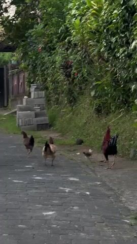 A flock of chickens, including roosters and chicks, walks along a paved pathway bordered by lush green foliage and a grassy embankment. Some of the chickens are foraging for food on the ground. In the background, a stack of grey cinder blocks is visible. The scene appears to be in an outdoor, possibly rural or suburban, environment.