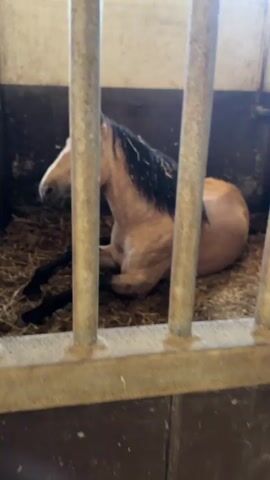 A light-colored horse with a dark mane is lying down in a stall filled with hay or straw. The horse is positioned facing left, resting calmly on its side with its legs extended forward. The stall walls appear to be made of concrete or wood, and there is a source of natural light visible high up on the right wall. The video is filmed through metal bars, indicating the camera is positioned outside the stall, looking in. The horse slightly shifts its head and body during the recording but remains lying down.