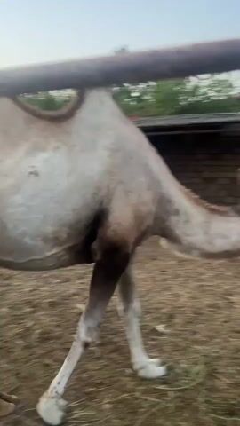The video shows a Bactrian camel in an outdoor enclosure. The camel appears to be light brown and white and is standing with its back to the camera. In the background, there is another camel, a building, and trees. The ground is covered with dry grass and dirt. The camel is moving in the enclosure.