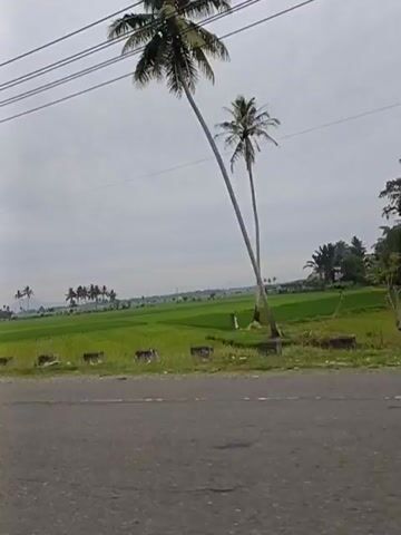 The video shows a roadside view of a green agricultural field under a cloudy sky. In the foreground, there is a paved road. Along the side of the road, there are some concrete barriers and a small, rustic shelter with a thatched roof and blue tarps. In the background, palm trees and scattered buildings are visible. Power lines are strung across the top of the frame. The camera appears to be moving, likely from a vehicle.