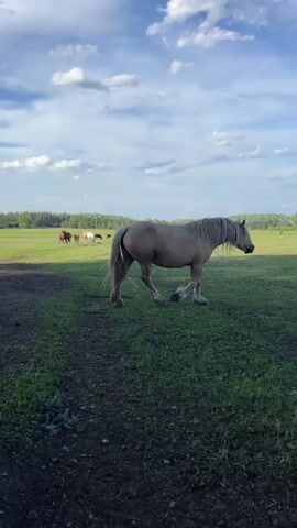The video shows a horse pasture on a partly cloudy day.  A horse walks through a muddy field in the foreground, while several other horses gather near a puddle in the middle of the frame. Trees are visible in the background.