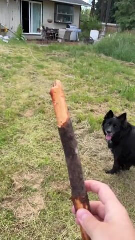 A person's hand holds a stick in the foreground, with a black dog in the background of a grassy backyard. The dog is running and then stops to sniff the ground. There is a house and trees in the background.