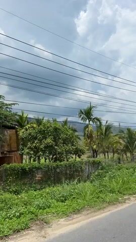 The video is a first-person perspective of a moving vehicle traveling along a paved road. The sky is filled with clouds, and there are numerous power lines crisscrossing the frame. On the right side of the road, there is a curb and overgrown grass. On the left side, there is a ditch filled with vegetation, followed by a field with scattered palm trees and other foliage. In the distance, there are rolling hills or mountains. The vehicle appears to be traveling at a moderate speed, and the camera is angled upwards, capturing the sky and the surrounding landscape. There are no people or animals visible in the video.