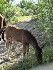Horses and foals roam a rural wooded area in Ukraine
