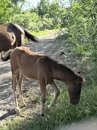 Horses and foals roam a rural wooded area in Ukraine
