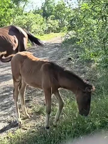 The media file shows two horses in an outdoor setting. One horse, a foal, is light brown and appears to be grazing on grass. The other horse, a darker brown adult, is standing nearby and is partially visible from the rear, facing towards the left of the frame. The setting appears to be a dirt path surrounded by lush green foliage and trees, suggesting a rural or natural environment. The lighting indicates it is daytime, with sunlight casting shadows on the ground. The scene is peaceful, with the focus on the horses and their interaction with the environment. There is no visible text in the media file. The location is identified as Pushkino, Ukraine.