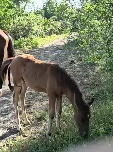 Horses and foals roam a rural wooded area in Ukraine