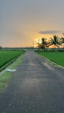 The video shows a rural road lined with green fields on both sides. Palm trees are visible in the distance, and the sun is setting, casting a warm glow over the scene. The road appears to be asphalt and slightly wet, suggesting recent rain. There are utility poles and wires running along the side of the road. The sky is a mix of orange, yellow, and grey clouds. The camera is moving forward, giving the impression of travel down the road. There are no people or animals visible in the video.