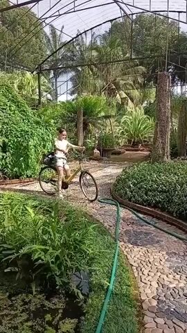 A person on a bicycle rides on a path in a greenhouse filled with lush green plants and trees. The path is made of cobblestones and bordered by green plants and a pond. The person is wearing a t-shirt and shorts and is looking forward as they pedal.