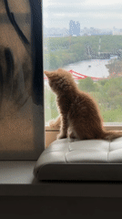 Ginger kitten watches river view from Moscow window seat