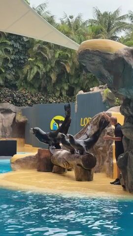 A male trainer in a black t-shirt and black shorts stands to the right of a pool of blue water, gesturing with his hands towards a group of seals. Four seals are perched on logs in a shallow pool of water with a sandy bottom. The seals are dark gray and black. Behind the seals is a dark gray wall with a circular logo featuring two cartoon penguins and the word "LOB". Tropical plants are visible in the background. A white canopy is stretched above the scene. The trainer appears to be giving instructions to the seals.