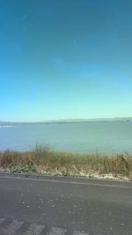 A body of water with a flock of birds in the distance is viewed from a moving vehicle. A road is visible in the foreground, with tall grass and reeds lining the edge of the water. The sky is clear and blue, with distant hills on the horizon. The birds appear to be white and are gathered on the surface of the water. The video is shot from a side-view perspective, suggesting the vehicle is traveling alongside the body of water.