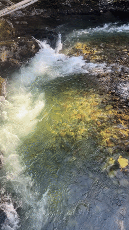 Clear mountain stream captured on video in Whistler