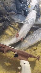 Spearfishing haul of grey mullet on the Caspian Sea shore