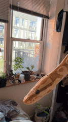 Snake spotted in New York bedroom near window plants
