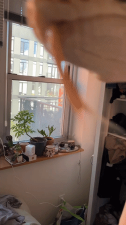 Snake spotted in New York bedroom near window plants