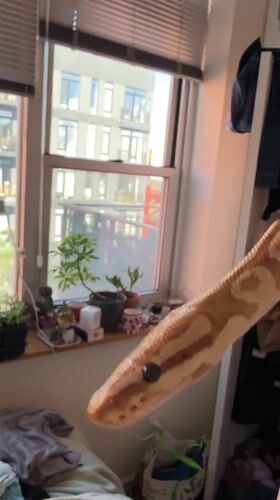 Snake spotted in New York bedroom near window plants