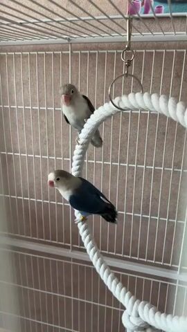 In a birdcage, two lovebirds are perched on a thick, white rope swing. The bird on top is mostly white with some gray on its back and wings, and a pink beak. The bird below is dark blue on its back and wings, with a lighter gray head and pink beak. Both birds have their eyes open and appear alert. The cage has white bars, and a textured, light brown background is visible through the bars. A metal clip and ring are attached to the top of the cage, from which the rope swing hangs. A hint of colorful objects can be seen on the top shelf of the cage. The lighting suggests it is daytime. No text is visible in the media file.