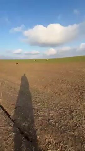 The video shows a flat field, partly brown and partly green, under a blue sky with scattered white clouds. In the distance on the green part of the field, there are several cows. The shadow of a person holding the camera is visible on the brown field in the foreground. The camera slowly moves forward, keeping the horizon and cows in view.