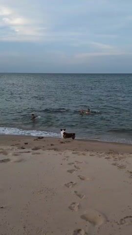 The video shows a beach with footprints on the sand in the foreground. In the background, there is a body of water with two people swimming and a dog standing on the shore. The sky is cloudy and blue.