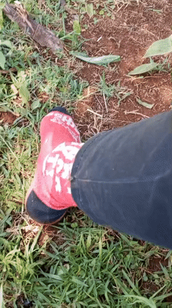 Person encounters insects while sitting in grass in Ihururu