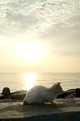 Here's a concise description of the video:

The video shows a white cat sitting on a stone ledge near the ocean. The sun is rising or setting in the background, casting a golden light over the water. The sky is filled with clouds. The cat is still and facing away from the camera.