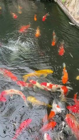 A school of koi fish swim in a pond. The fish are a mix of red, white, orange, and yellow. The water is dark and murky. There is a concrete edge to the pond. The fish are densely packed, and their movements create ripples on the surface of the water. The camera is positioned above the pond, looking down at the fish.