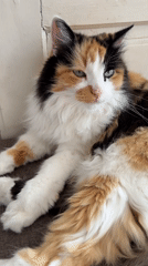 Calico cat lounges, grooms, and explores a sunny backyard