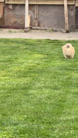 A small, fluffy, light-brown Pomeranian dog runs quickly across a green lawn toward the camera. In the background, there is a partially visible wooden structure.