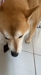 Shiba Inu investigates fallen leaf on indoor floor