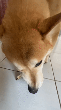 Shiba Inu investigates fallen leaf on indoor floor